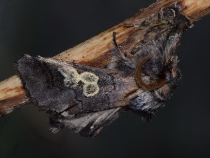 Diloba caeruleocephala