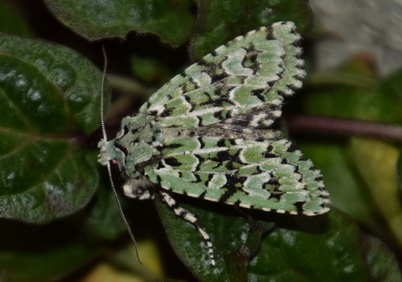 Griposia aprilina