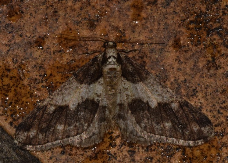 Agriopis leucophaearia