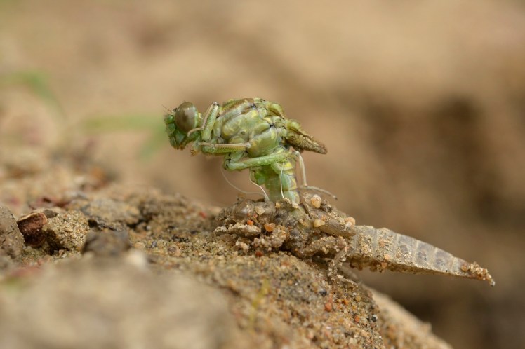 170613_gomphus flavipes emergence_ (2) (1024x683)