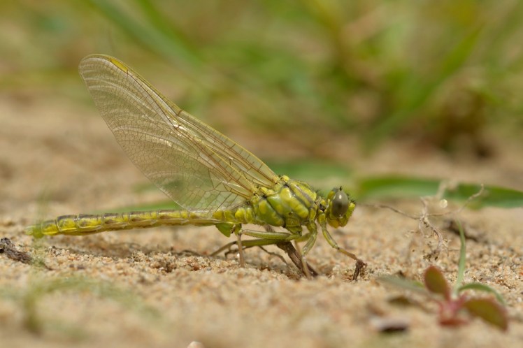 170613_gomphus vulgatissimus immature_ (2) (1024x683)