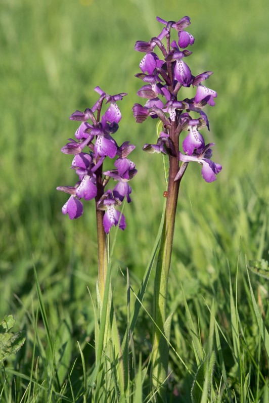 Anacamptis morio
