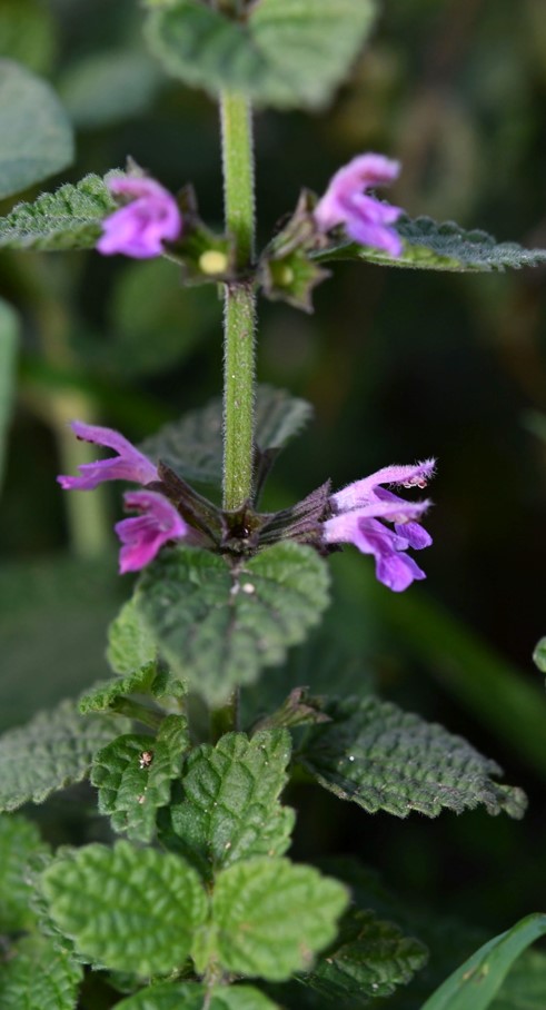 Balotra nigra foetida