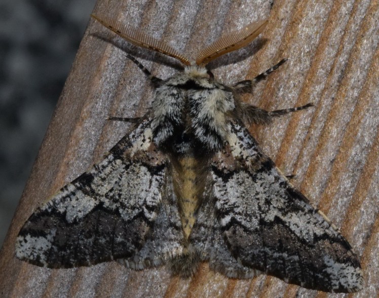 Biston strataria