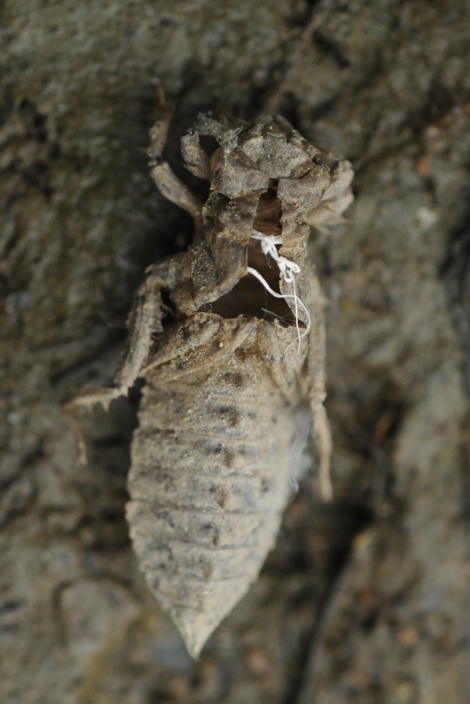 exuvie Ophiogomphus cecilia