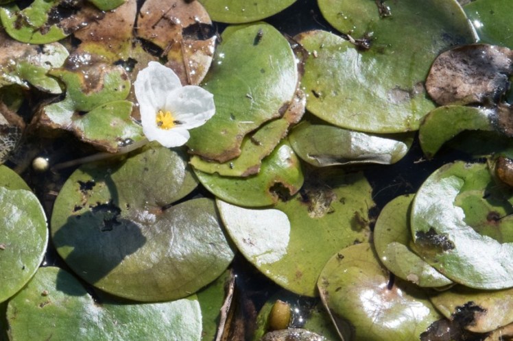 Hydrocharis morsus-ranae