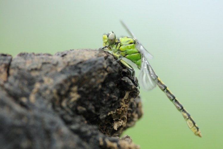 Ophiogomphus cecilia immature ancenis mai 2017