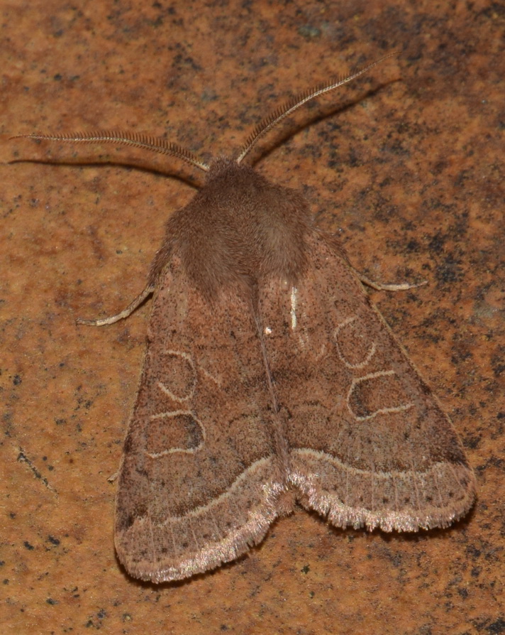 Orthosia cerasi