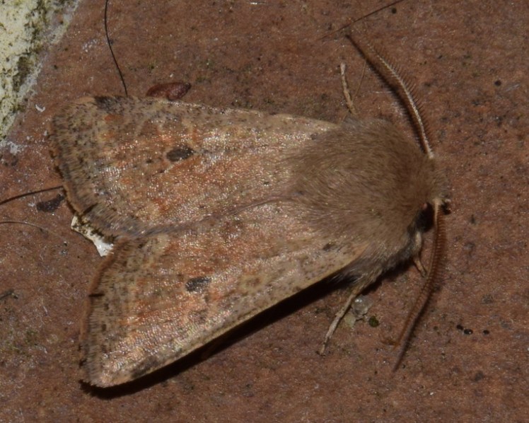 Orthosia cruda