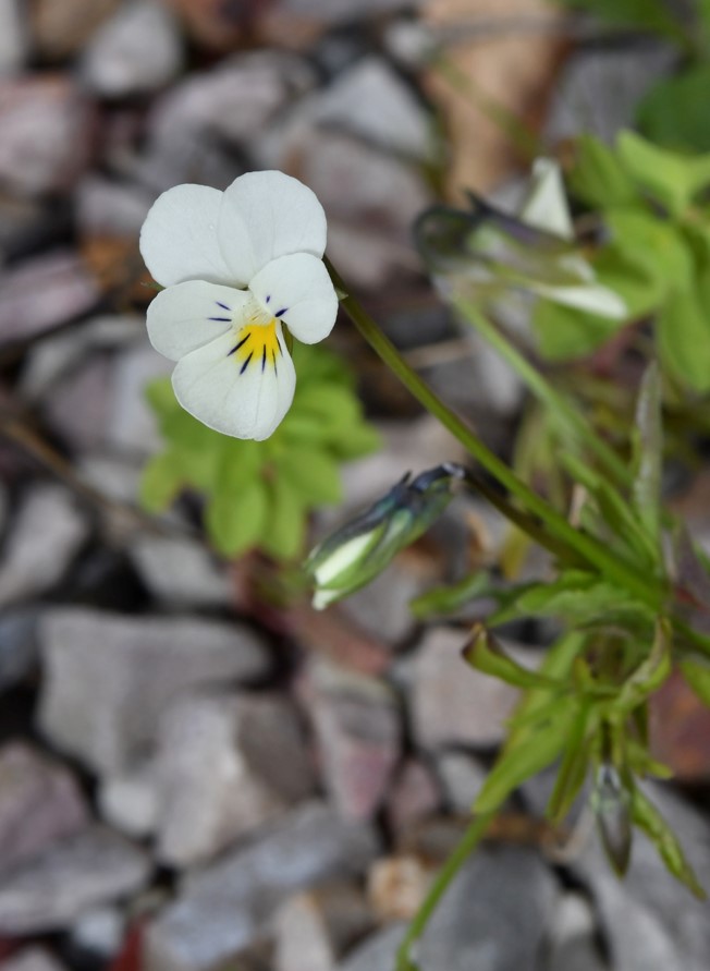 Viola tricolor