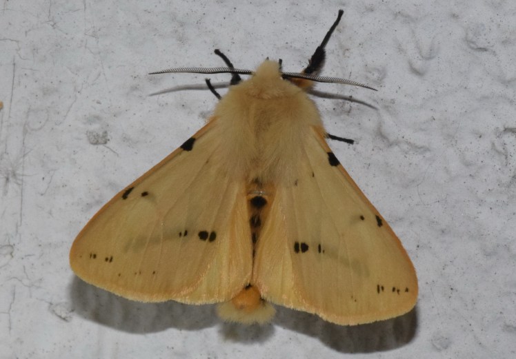 Spilosoma lutea