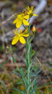 Hypericum linariifolium
