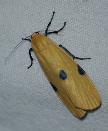 Lithosie quadrille femelle