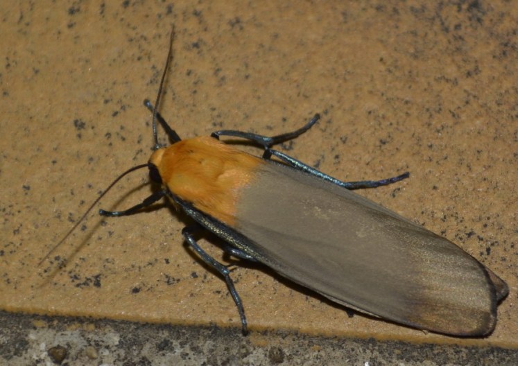 Lithosie quadrille mâle