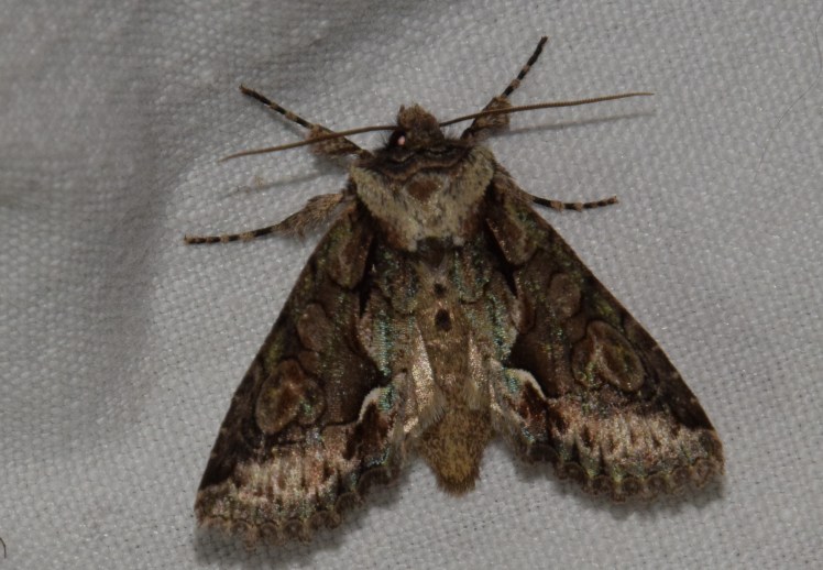 allophyes oxycanthae