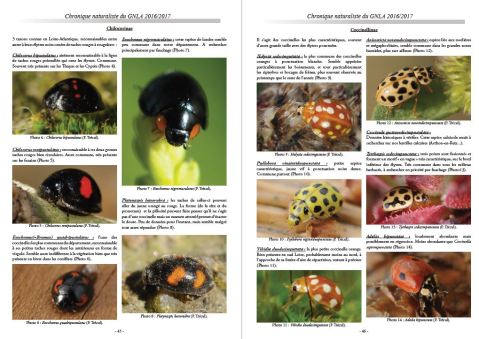 2 pages vade-mecum coccinelles